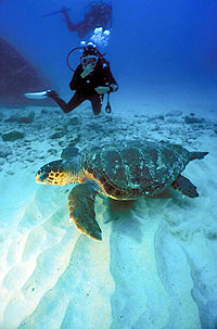 diving cabo scuba lucas san snorkeling local